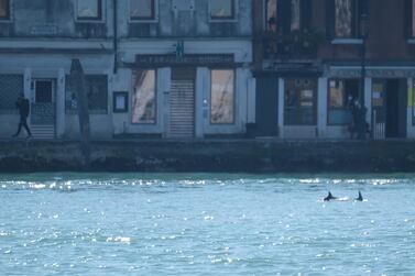 A screengrab taken from a video shows dolphins swimming in the Giudecca Canal, not far from St Mark's Square, in Venice, Italy, March, 22, 2021. Manuel Silvestri/REUTERS TV via REUTERS