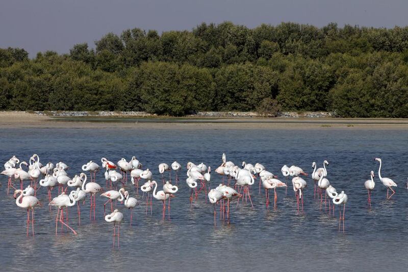 Flamingoes are a common sight at the Ras Al Khor Bird Sanctuary near Dubai. Jeffrey E Biteng / The National