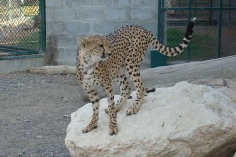 December 8, 2010-pictures of the cheetah that was captured from the mosque in Sharjah yesterday. It's now at the Breeding Centre for Endangered Arabian Wildlife in Sharjah. This photo is from them. Credit goes to : Kevin Budd, Breeding Centre for Endangered Arabian Wildlife 