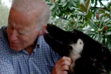 Major, the pet of President-elect Joe Biden, is believed to be the first rescue dog in the White House. Courtesy Joe Biden