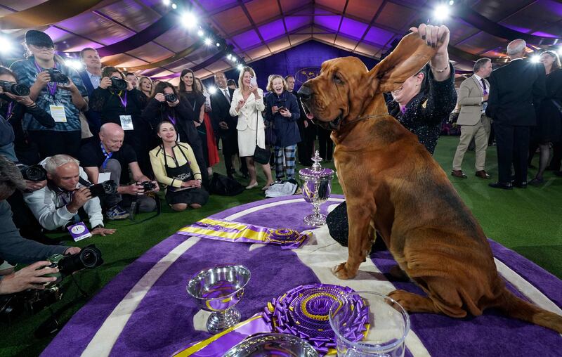 The judges love his floppy ears and facial folds. Reuters