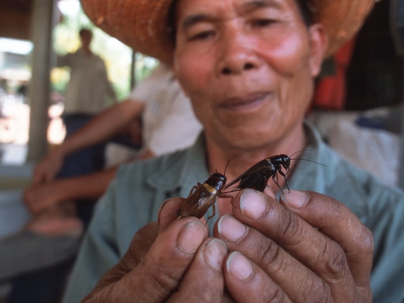 Crickets are farmed and eaten in Thailand. Getty Images