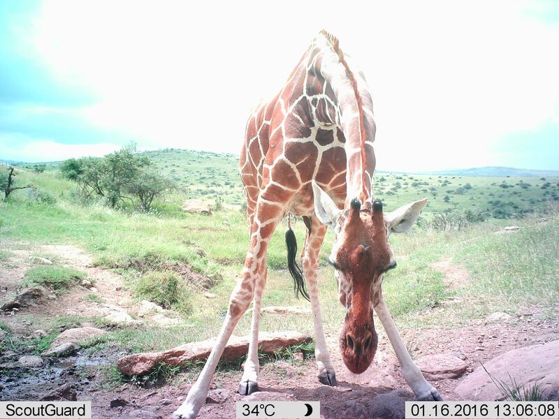 A long-necked giraffe takes position to reach the ground. Lewa Wildlife Conservancy / ZSL