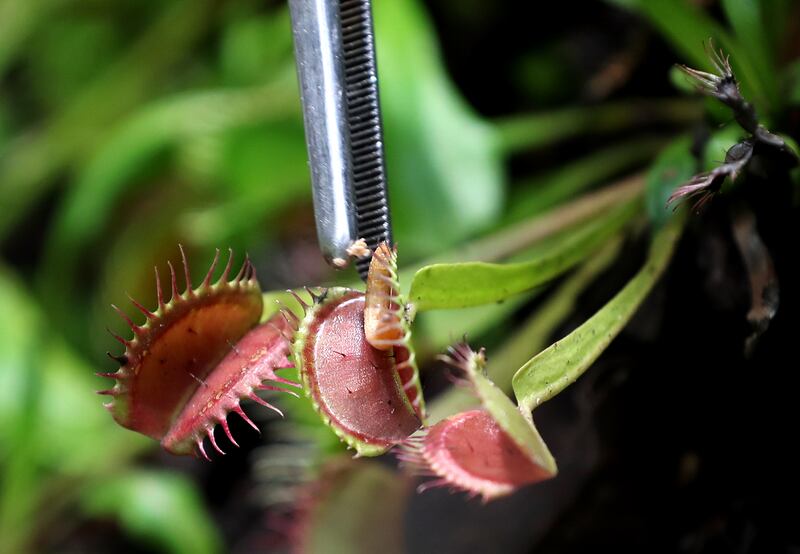 The three species found at the venue are Venus flytraps, pitcher and sundew plants