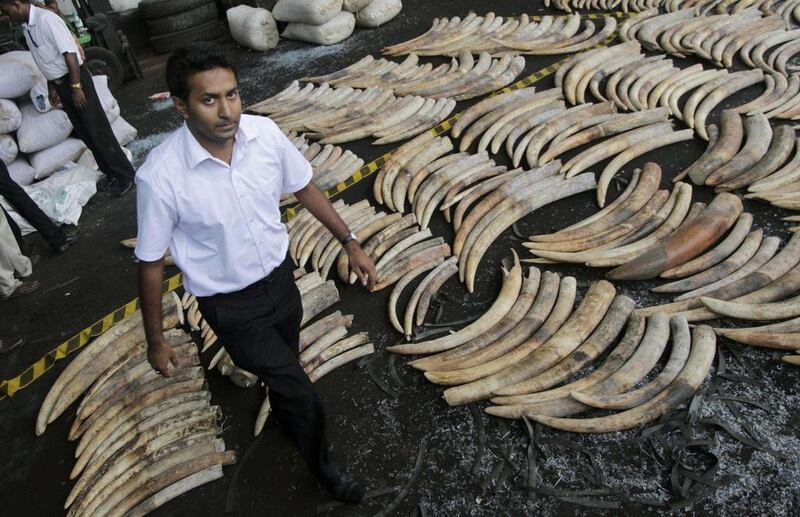 Sri Lankan customs displays seized elephant tusks at a warehouse in Colombo in May 2012. Eranga Jayawardena / AP Photo