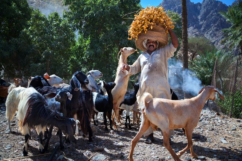 ‘Goat Attack’ by Shyjith Onden Cheriyath, also of the UAE, was awarded second place in the Gulf category. ‘At a date farm in Fujairah,  near Wadi Shees, this farmer was bringing harvested dates to the farm house. On the way, the goats are trying grab them from him,’ Cheriyath said. 