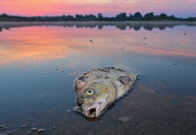 The death of thousands of fish has led to a swimming and fishing ban while authorities investigate. Getty 