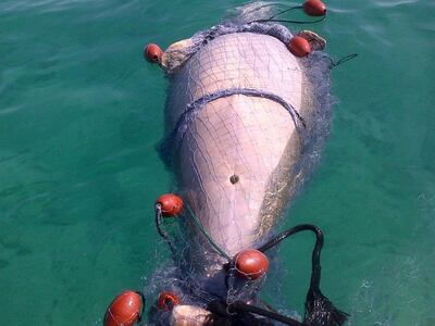 The Environment Agency has vowed to continue its crackdown on illegal fishing practices that are putting the protected dugong species at risk. Courtesy EAD    