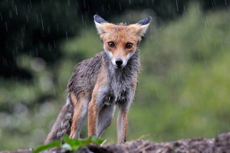 A red fox is seen during heavy rain near Pomaz, Hungary  EPA