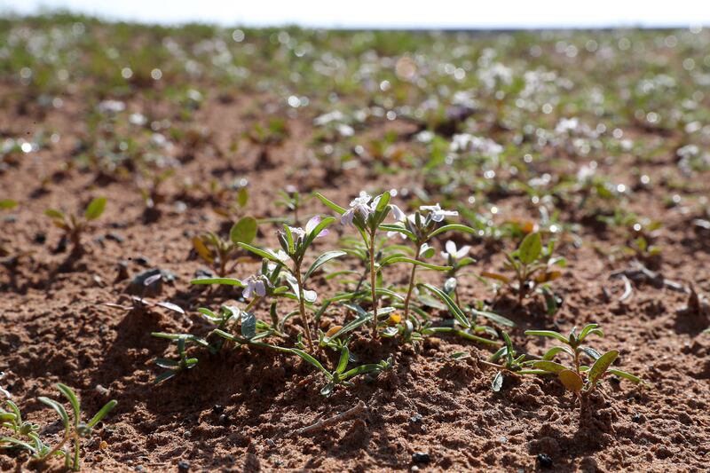 Recent downpours have led to green shoots of vegetation in the arid desert of Mleiha, Sharjah. Pawan Singh / The National