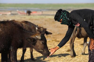 A cattle farmer feeds one of his buffaloes in the Chibayish marshland in Iraq's southern Dhi Qar province on June 24, 2023. Soaring temperatures related to climate change have dried up water sources. AFP