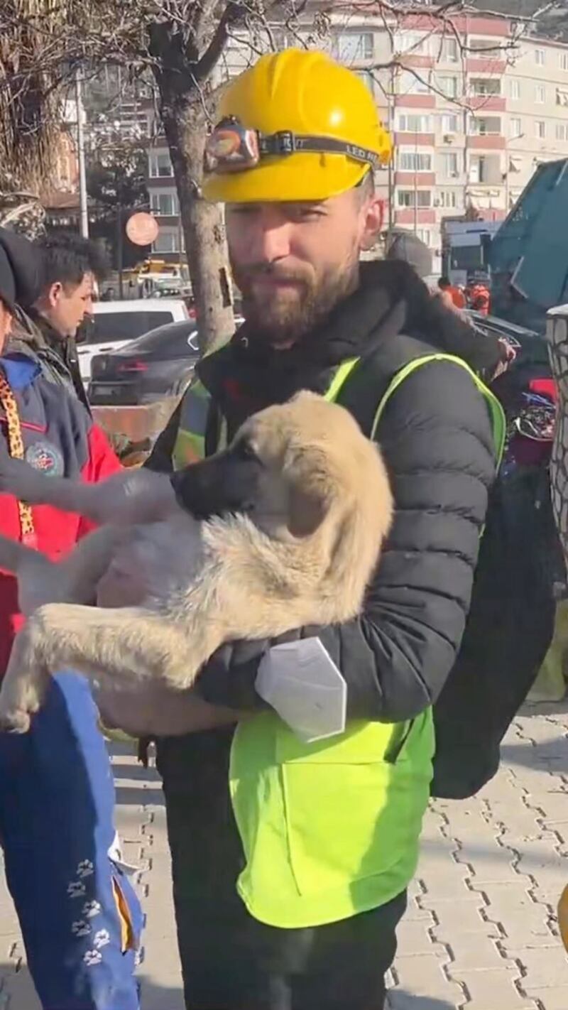 Haytap continues to rescue animals days after the earthquake