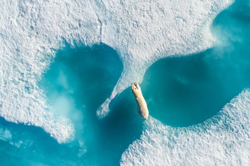Au-dessus de l'ours polaire (ursus maritimus) qui traverse la banquise en été, dans un fjord au alentour de l'île Baffin au nord du Canada, Nunavut, Amérique du Nord.

Above the polar bear (ursus maritmus) leaping the ice, during summer around Baffin Island, in Canada, Nunavut, North America.
