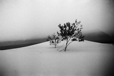 Siberian Tree. Courtesy John R Pepper