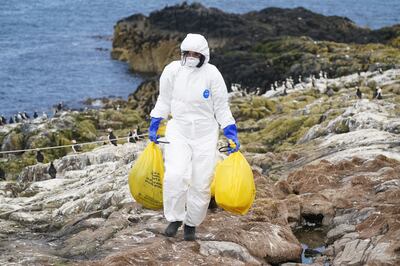 A National Trust ranger in the UK clears dead birds from an island off the coast of Northumberland following a series of avian flu outbreaks. PA
