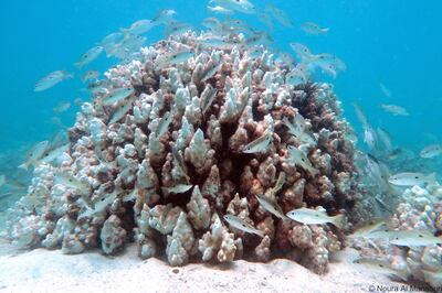  Corals in the Arabian Gulf have become more vulnerable to bleaching events when weak summer winds do not cool the water's surface. Courtesy Noura Al-Mansoori