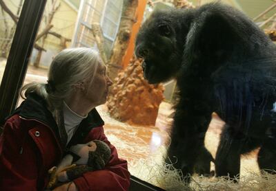 Dr Jane Goodall, a world authority on chimpanzees, encounters a gorilla at the Zoo Park and Botanic Garden in Budapest in 2008. Photo: AFP

