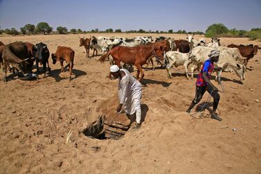 Villagers tend to their livestock in Hamada, in Sudan's South Darfur region north. AFP