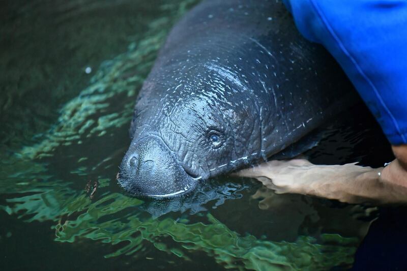Caregiver Dominik Szoka while feeding an almost two-week-old female manatee at the Wroclaw Zoo, in Poland.  EPA