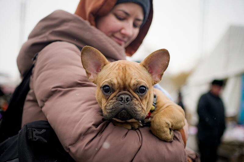 Nastya Kononchuk holds Molly, her 8-month-old French bulldog, at the Romanian-Ukrainian border, in Siret, Romania. AP