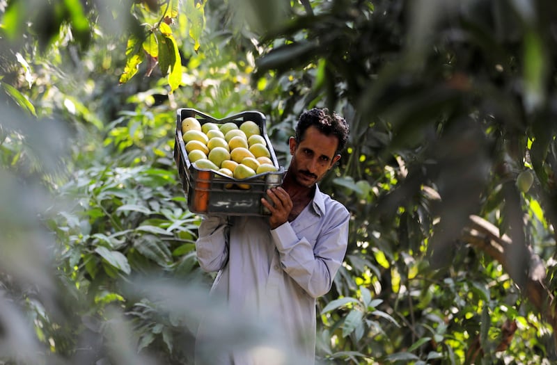 A mango farm in Ismailia, Egypt. Flat6Labs said the need to digitise the country's agricultural industry has 'increased dramatically'. Reuters