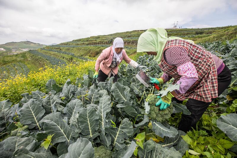 Farmers harvest broccoli in Bijie in China's southwestern Guizhou province.