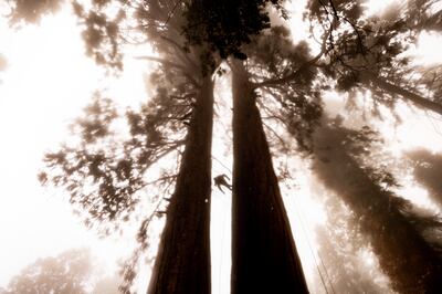 A man climbs a Giant Sequoia, the largest species of trees, in Sequoia Crest, California. Giant sequoias, once considered nearly fire-proof, are now in jeopardy of being wiped out by wildfires. AP
