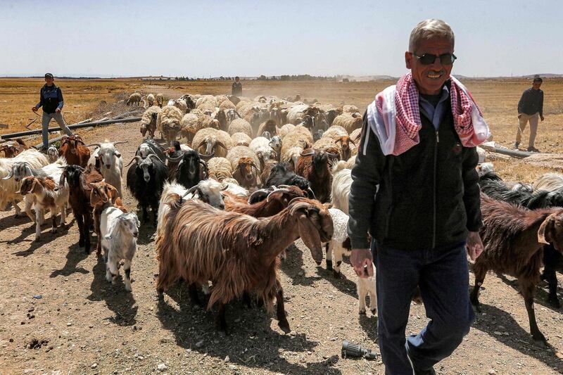 Farmer Mohammad Saasani, also known as 'Abu Qasim', tends to his flock of sheep and goats in Ghezlaniah, in the Badia region. Before the civil war, the region supplied 70 per cent of feed for Syria's livestock, according to the agriculture ministry. AFP