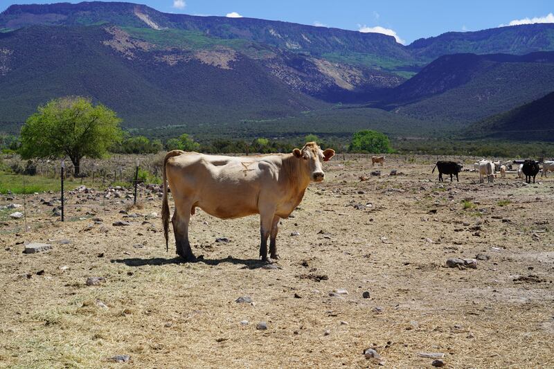 A cow stands on a dry patch of grass on one of the tracts of land Janie VanWinkle and her family use to graze them on.