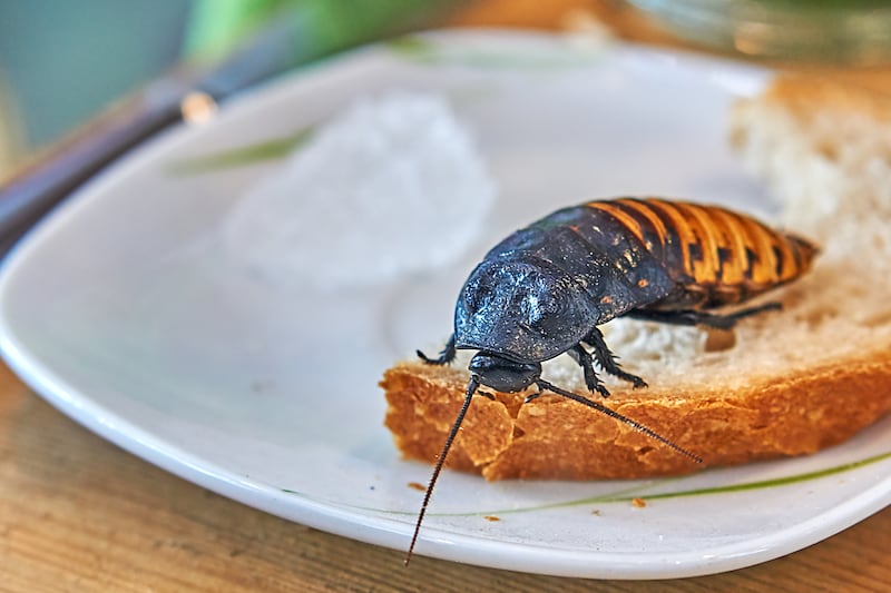 Spotting a bug in our own space can feeling like a loss of control, manifesting as disgust or fear. Getty Images