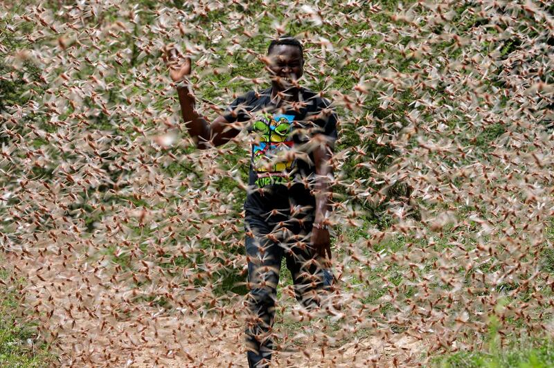 A local farmer Theophilus Mwendwa runs through a desert locust swarm in the bush near Enziu, Kitui County, some 200km east of the capital Nairobi, Kenya.  EPA