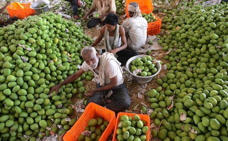 Indian labourers sort mangoes at the Gaddiannaram Fruit Market on the outskirts of Hyderabad. Noah Seelam / AFP

