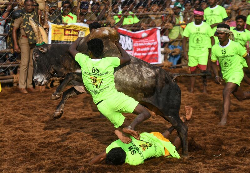 A participant tries to control a bull while another one falls underneath. AFP