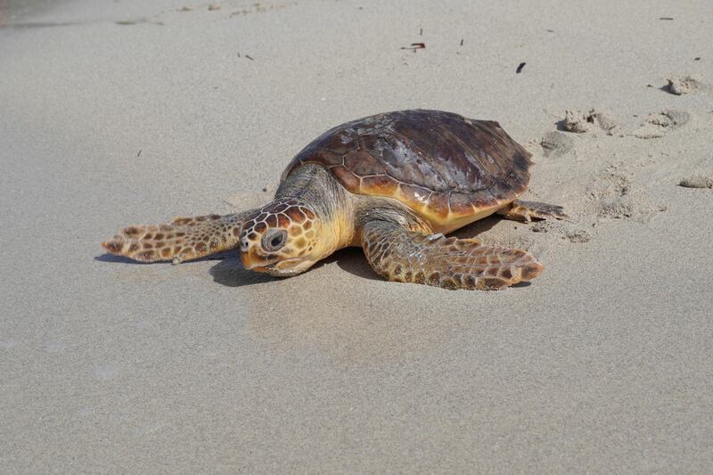 One of three rescued loggerhead sea turtles (Caretta caretta) heads back into the water at the Es Trenc-Salobrar de Campos Natural Park in the south of the island of Mallorca, Spain. EPA