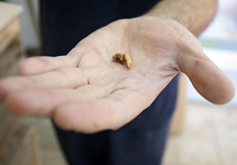 A single 'superworm' at Jassem Buabbas's farm in Kabad, Kuwait. The grubs are the larvae of the darkwing beetle. AFP