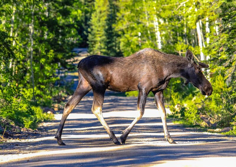 A moose crosses the road on Muddy Pass near Vail, Colorado, USA. Vail Daily via AP