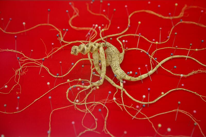 A Chinese ginseng displayed at the Guangyuyuan Museum of Traditional Chinese Medicine in Beijing, China. EPA