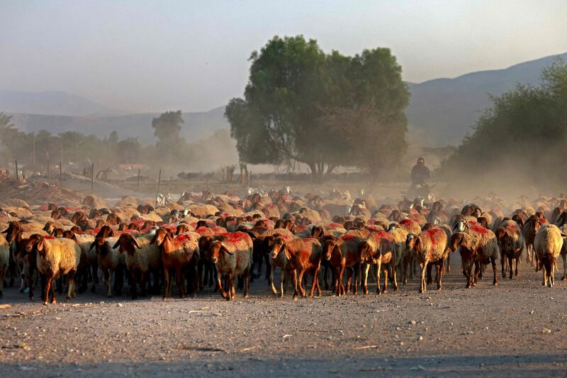 Bedouin shepherds herd a flock of sheep near the Palestinian village of Fasayil in the occupied West Bank near the border with Jordan.  AFP