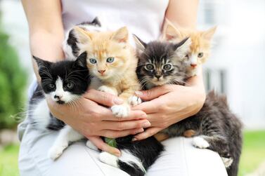 new research proves there is nothing sad about being a 'crazy cat lady'. Getty Images 