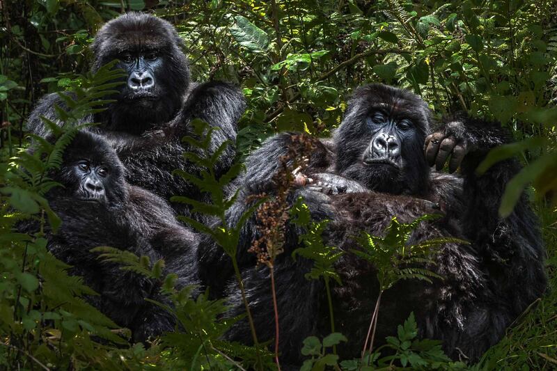 Mountain Gorilla Family
Volcanoes National Park - Rwanda 2018
Photo by Dr Harold Vanderschmidt
