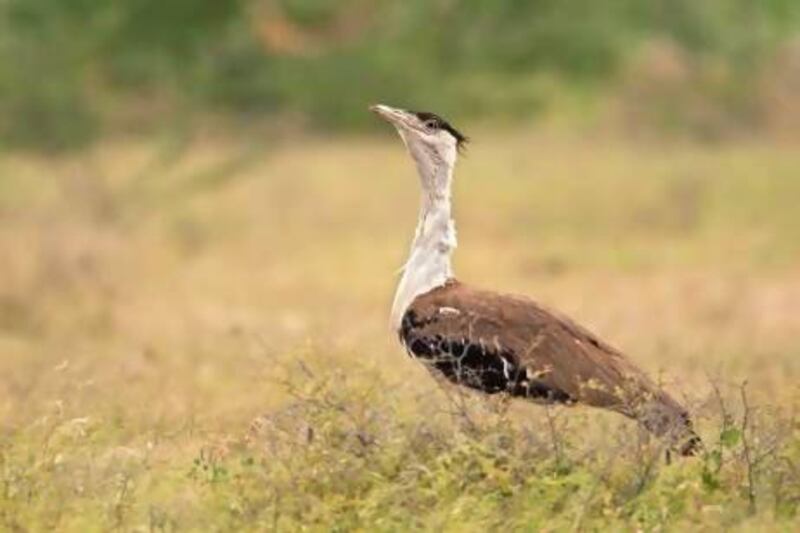 There are fewer than 200 Great Indian Bustards left in the country. Courtesy of Ramki Sreenivasan / Conservation India