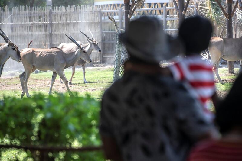 DUBAI, UNITED ARAB EMIRATES. 07 OCTOBER 2020. Dubai Safari Park re-opens it’s doors to the public again after being closed for the past two years. (Photo: Antonie Robertson/The National) Journalist: Nick Webster. Section: National.
