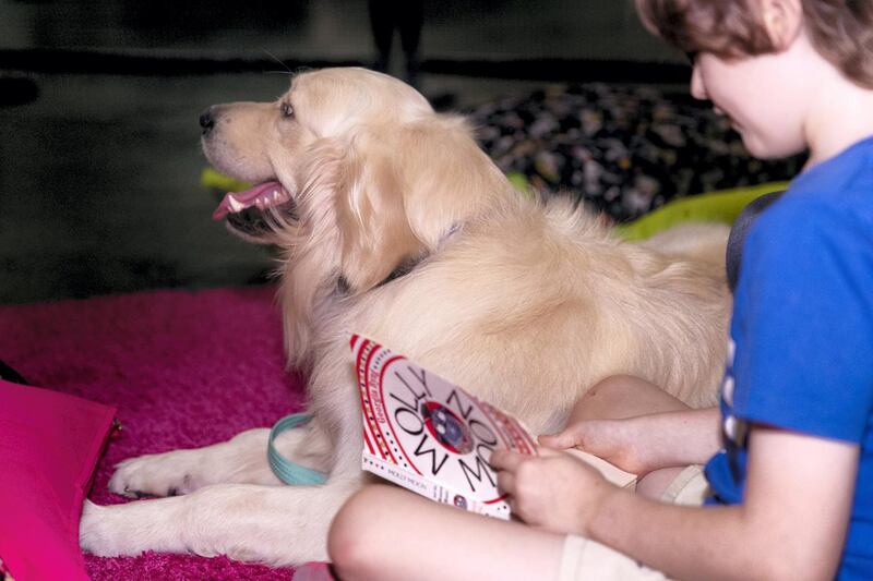 ABU DHABI, UNITED ARAB EMIRATES - JUNE 1 2019.

Harvey the Golden Retriever, is currently being trained by Reading Dogs Abu Dhabi.

Reading Dogs. In order to qualify as a Reading Dog, each dog has to go through a rigorous assessment programme overseen by our dog trainer Denise Vertigen.  All Reading Dogs have also been given a clean bill of health by their local vet.

(Photo by Reem Mohammed/The National)

Reporter: 
Section: NA