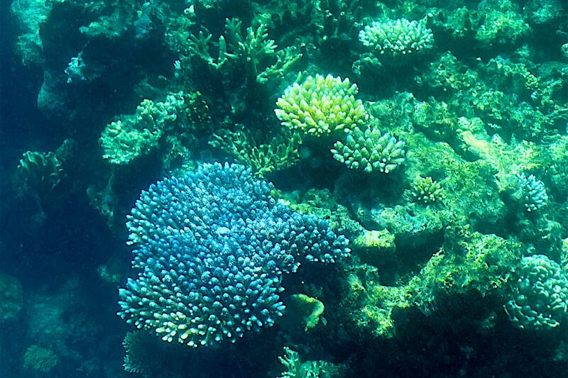 Weather patterns over the next few weeks will be critical in determining the overall extent and severity of coral bleaching across the marine park.