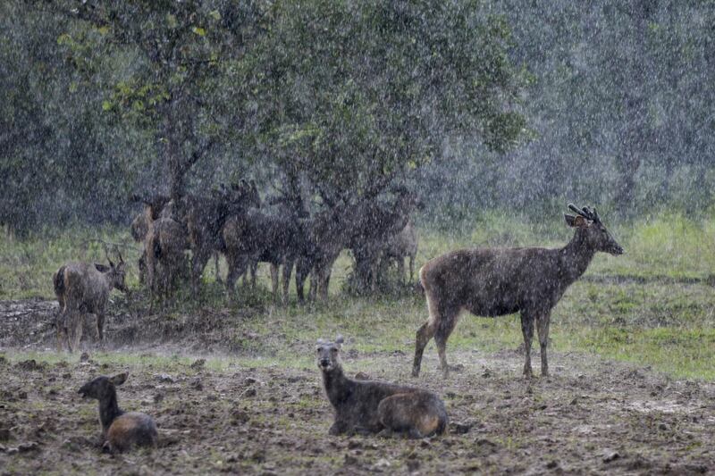 A herd of deer are seen under heavy rain at the safari park in Jantho, Aceh province. AFP
