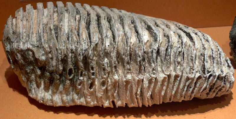 A mammoth molar featured in a display of artefacts at the Georges-Garret Museum in Vesoul, France. Photo: Remi Mathis