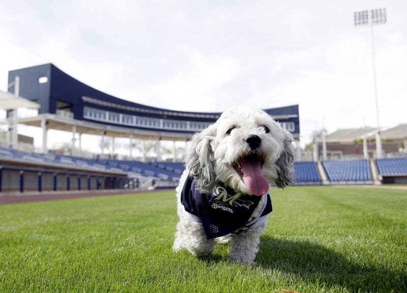 In this February 22, 2014 photo, Milwaukee Brewers mascot, Hank, is at the team’s spring training baseball practice in Phoenix. The team has unofficially adopted the dog and assigned the name “Hank” after baseball great Hank Aaron. AP Photo / Rick Scuteri