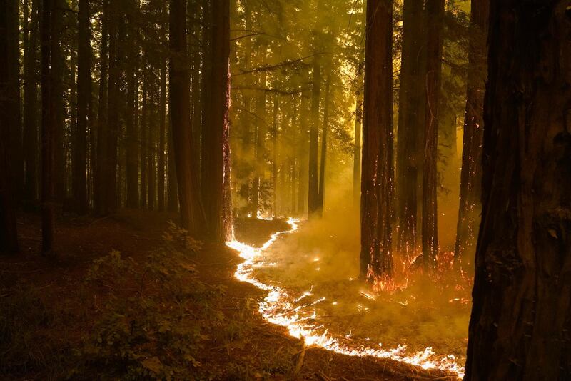 A forest burns as the CZU August Lightning Complex Fire advances in Bonny Doon. AP Photo