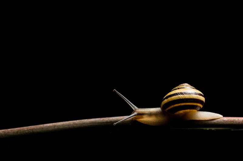 In the recent California study, scientists gave the tails of one group of marine snails electric shocks, causing their defensive reaction to become more pronounced and then transplanted genetic material to other snails. Getty Images