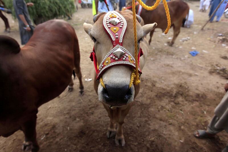 Sacrificial animals for sale before Eid Al Adha in Peshawar. EPA 